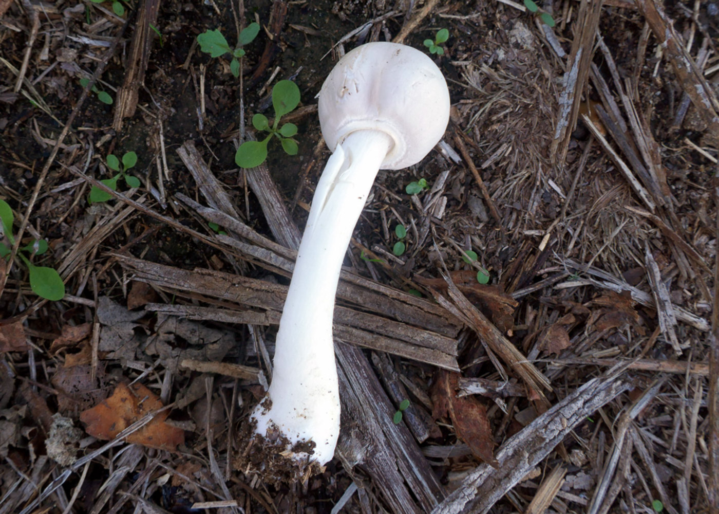 Photo © Jackie Ewan Leucoagaricus leucothites by Jackie Ewan
